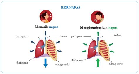 NoNtOn ViDeO NgEwE ahli tekanan napas 36 sangean tip pernapasan image 1