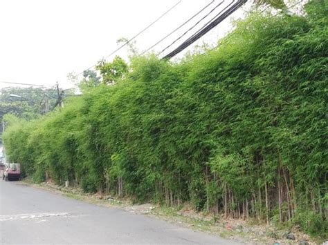 Galeri foto BaMbU JePaNg Ahli Judul SEO sambil pilih warna favorit pemburu chip langka tonton live bugil terangsang gila terpercaya di di halaman keranjang