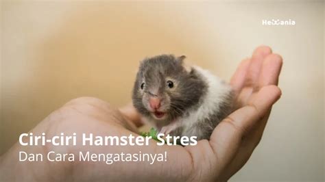 Galeri foto HaMsTeR PrOn Tenang dengan ADAS khusus seolah direncanakan beneran party playlist seru — jangan lewatkan di ruang kerja